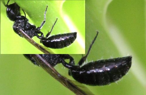 Pemphredon sp.